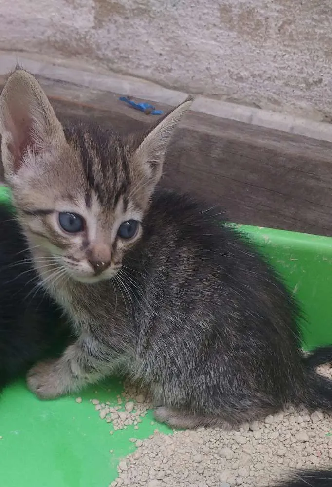 Gato ra a Gato idade Abaixo de 2 meses nome Sem nome