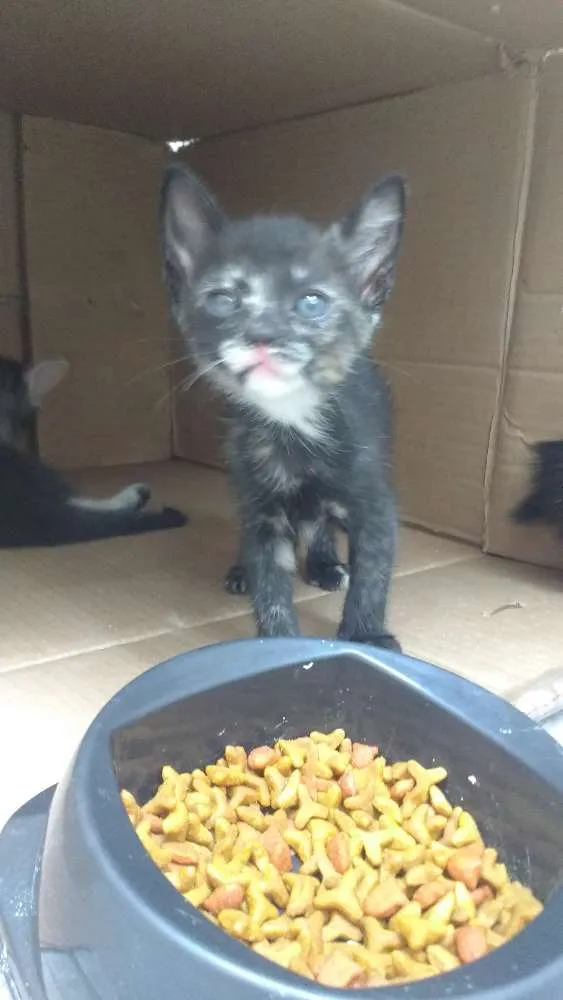 Gato ra a Gato idade Abaixo de 2 meses nome Sem nome