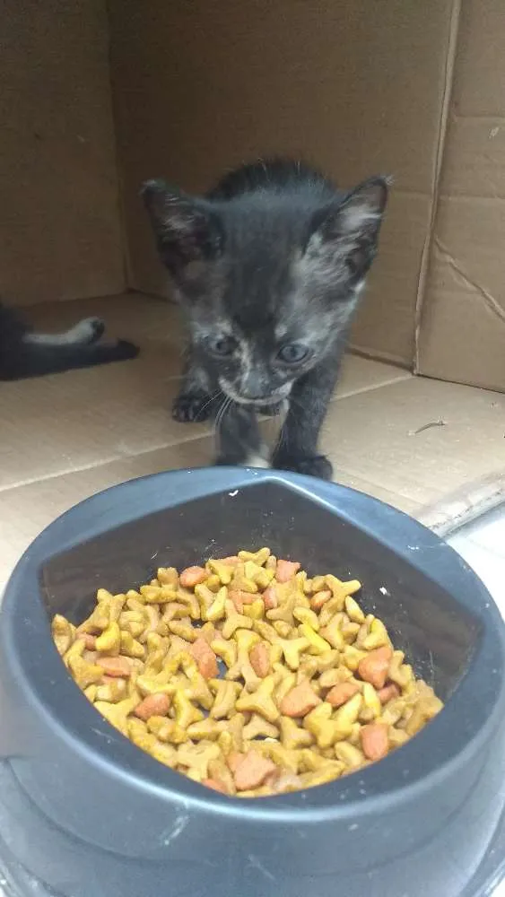 Gato ra a Gato idade Abaixo de 2 meses nome Sem nome