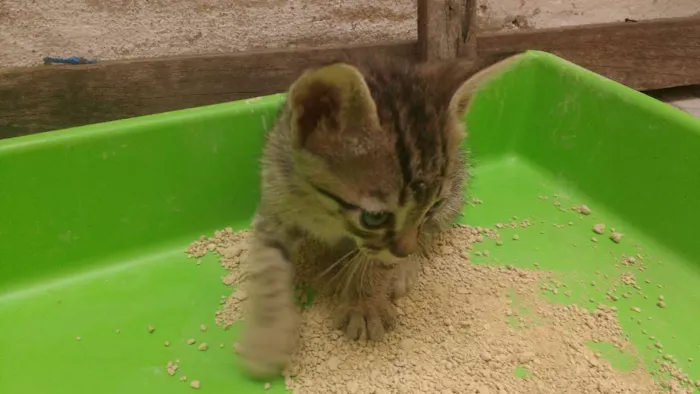 Gato ra a Gato idade Abaixo de 2 meses nome Sem nome