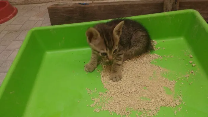 Gato ra a Gato idade Abaixo de 2 meses nome Sem nome