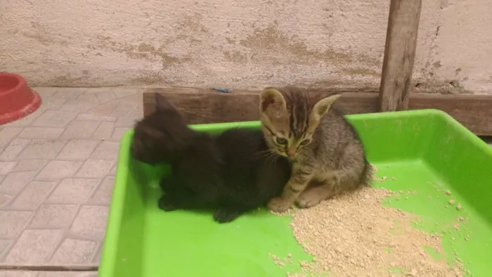 Gato ra a Gato idade Abaixo de 2 meses nome Sem nome