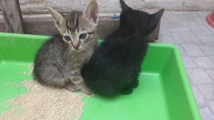 Gato ra a Gato idade Abaixo de 2 meses nome Sem nome