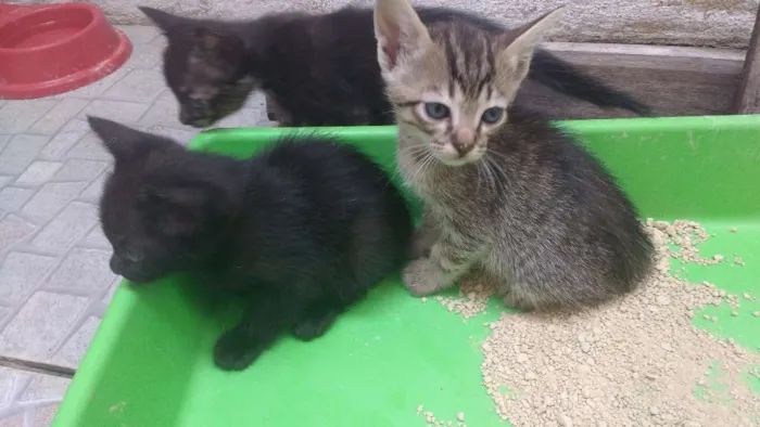 Gato ra a Gato idade Abaixo de 2 meses nome Sem nome