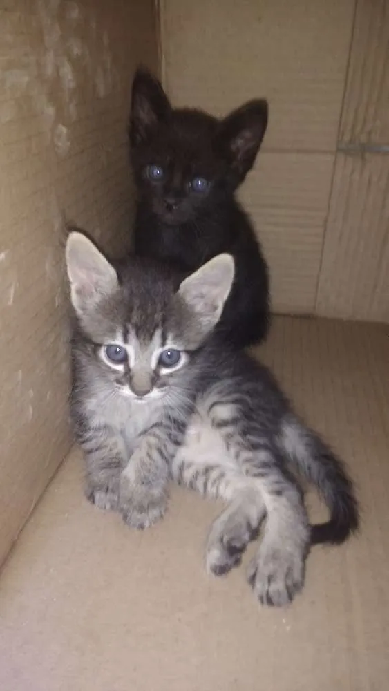 Gato ra a Gato idade Abaixo de 2 meses nome Sem nome