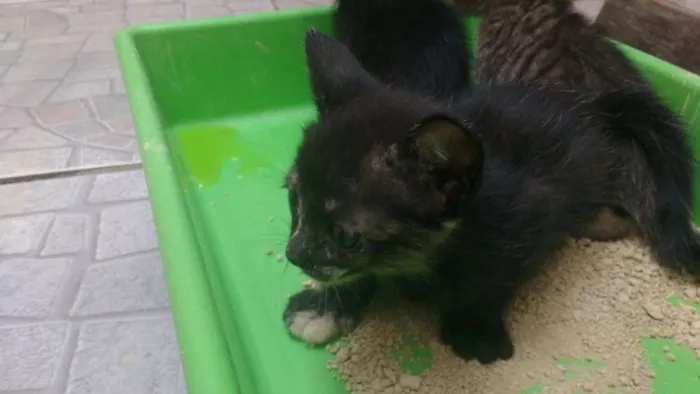 Gato ra a Gato idade Abaixo de 2 meses nome Sem nome