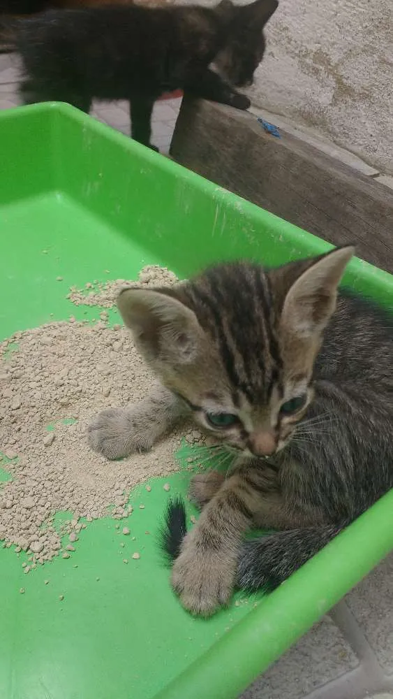Gato ra a Gato idade Abaixo de 2 meses nome Sem nome