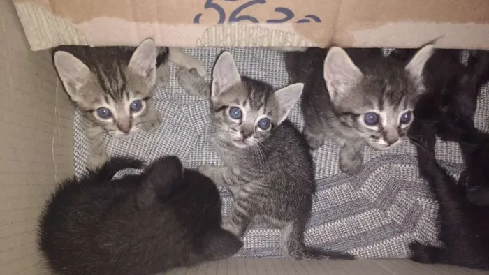 Gato ra a Gato idade Abaixo de 2 meses nome Sem nome