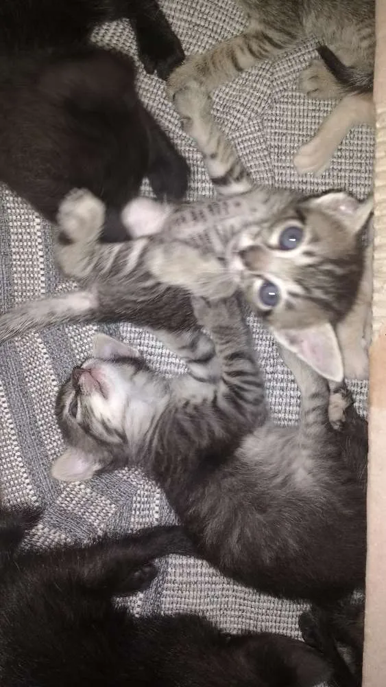 Gato ra a Gato idade Abaixo de 2 meses nome Sem nome