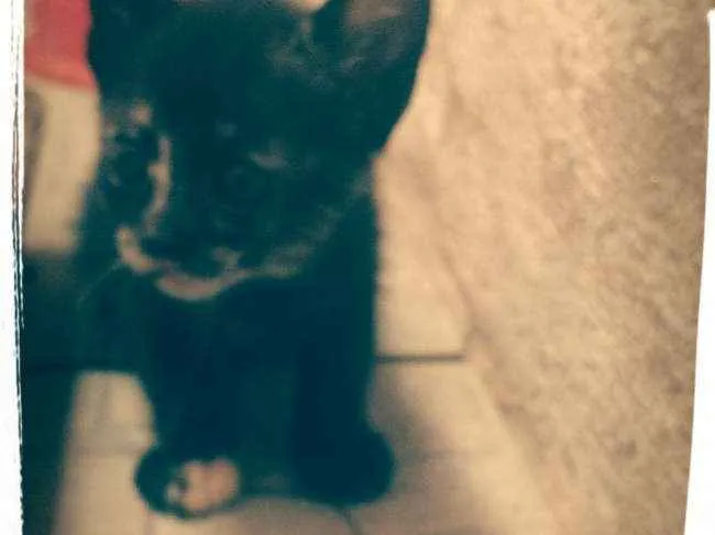 Gato ra a Gato idade Abaixo de 2 meses nome Sem nome