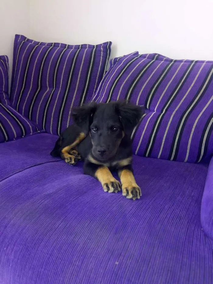 Cachorro raça Vira Latas idade 2 a 6 meses nome Luka