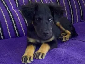 Cachorro raça Vira Latas idade 2 a 6 meses nome Luka