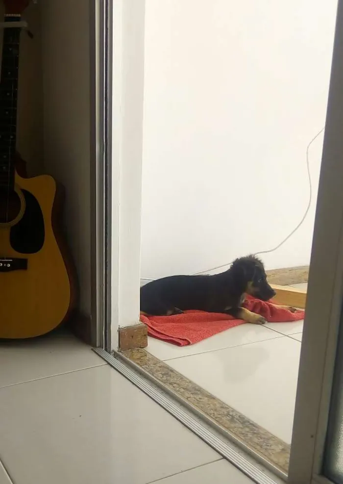 Cachorro raça Vira Latas idade 2 a 6 meses nome Luka