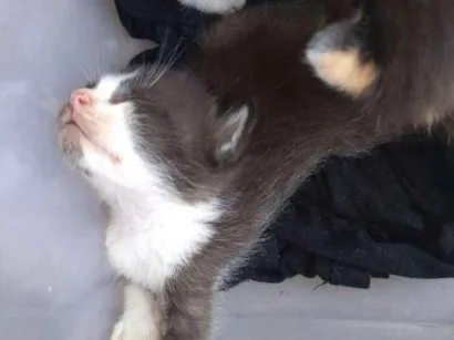 Gato raça Indefinido  idade Abaixo de 2 meses nome Nenhum