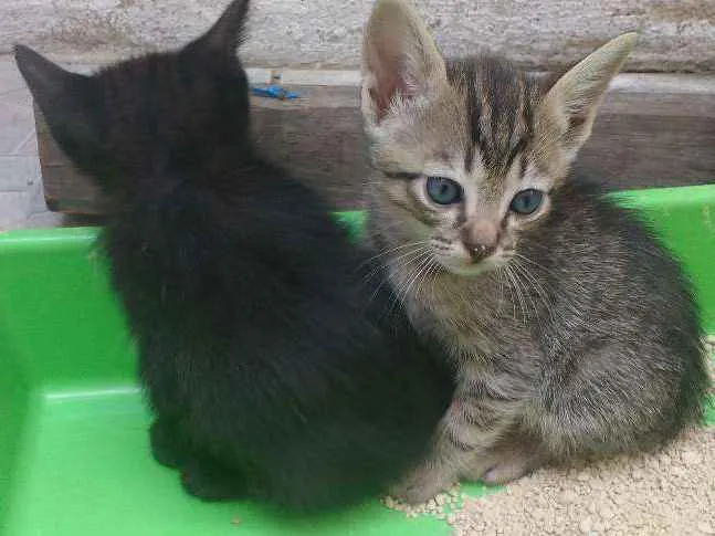 Gato ra a Gato idade Abaixo de 2 meses nome Sem nome
