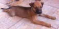 Tininha