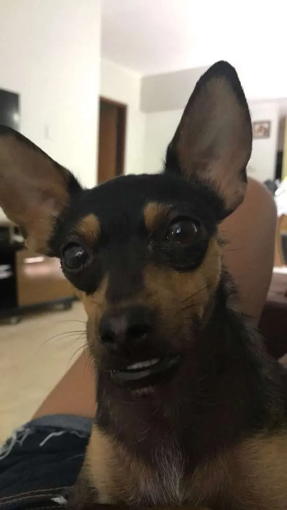 Cachorro ra a Pinscher idade 2 anos nome Valente