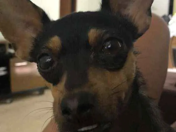 Cachorro ra a Pinscher idade 2 anos nome Valente