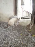 Gatolomeu