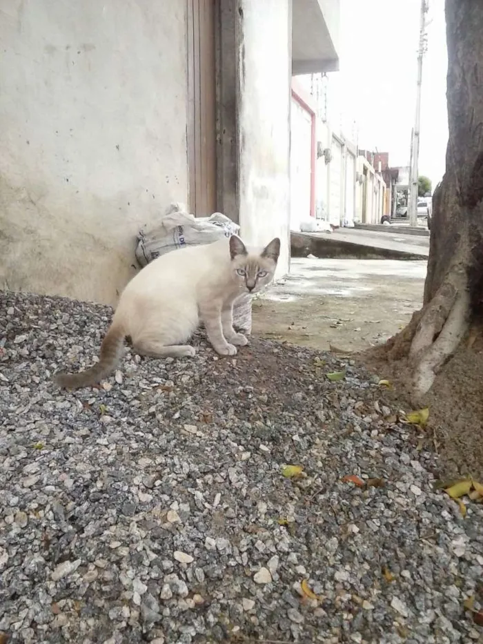 Gato ra a Siamês claro idade 2 a 6 meses nome Gatolomeu