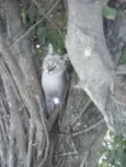 Gatolomeu