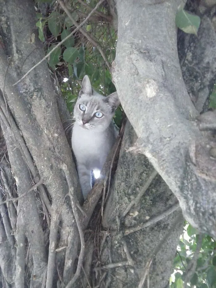 Gato ra a Siamês claro idade 2 a 6 meses nome Gatolomeu