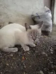 Gatolomeu