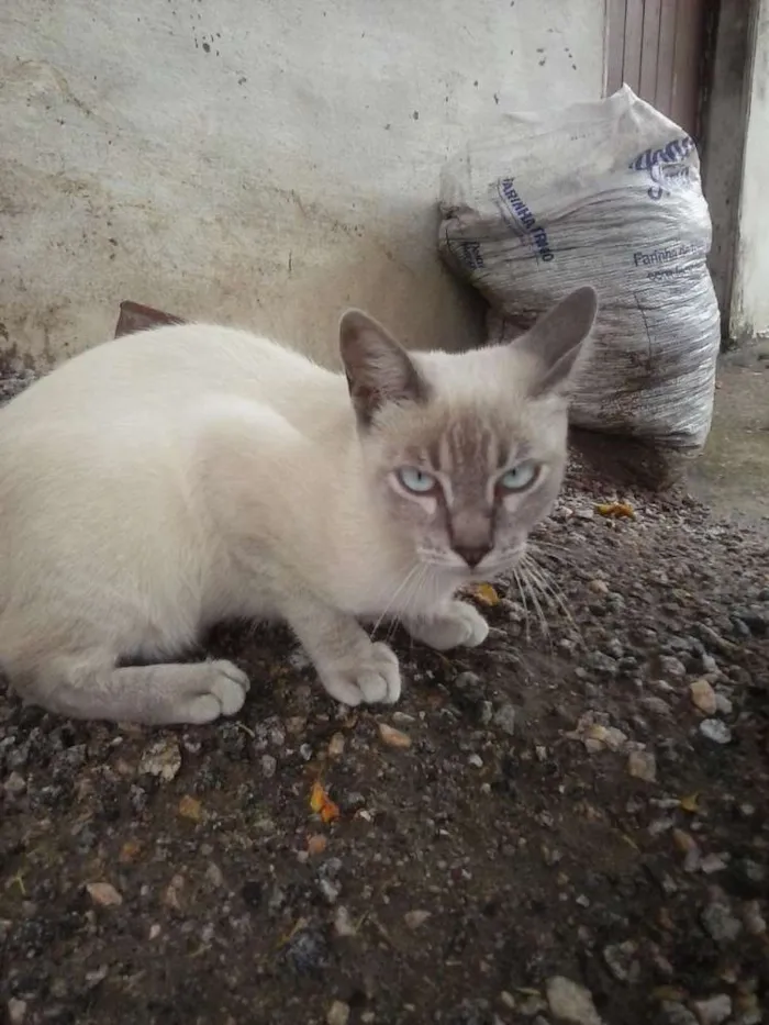 Gato ra a Siamês claro idade 2 a 6 meses nome Gatolomeu