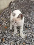 Gatolomeu