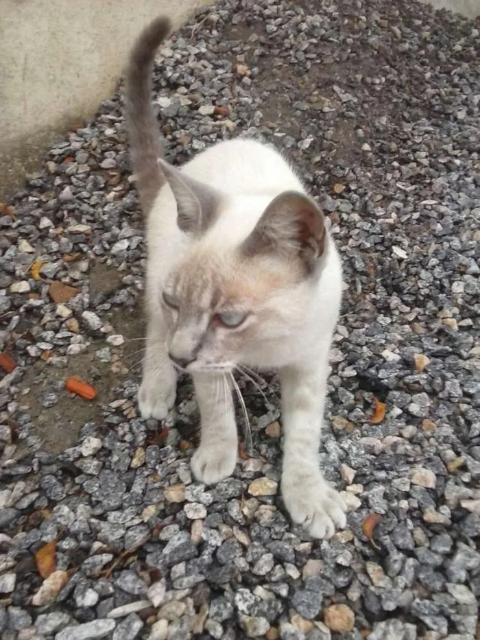 Gato ra a Siamês claro idade 2 a 6 meses nome Gatolomeu