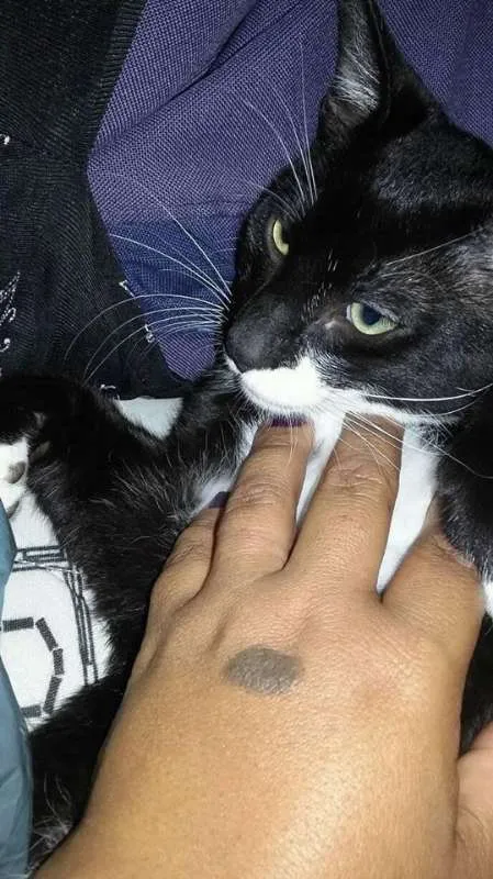 Gato ra a sem raça idade 2 a 6 meses nome Frajola