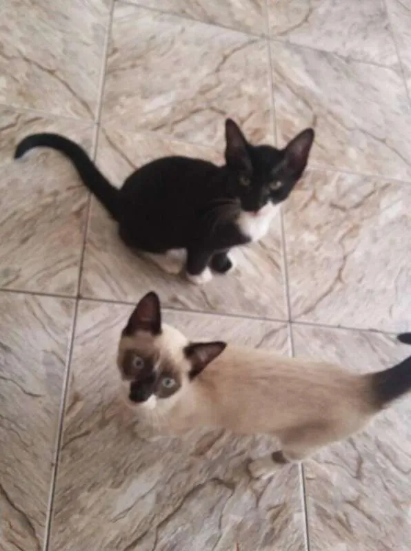Gato ra a sem raça idade 2 a 6 meses nome Frajola