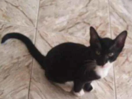 Gato ra a sem raça idade 2 a 6 meses nome Frajola