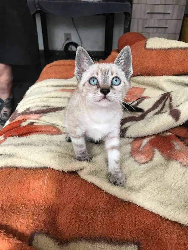 Gato ra a srd idade 2 a 6 meses nome Angelina
