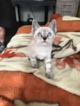 Angelina