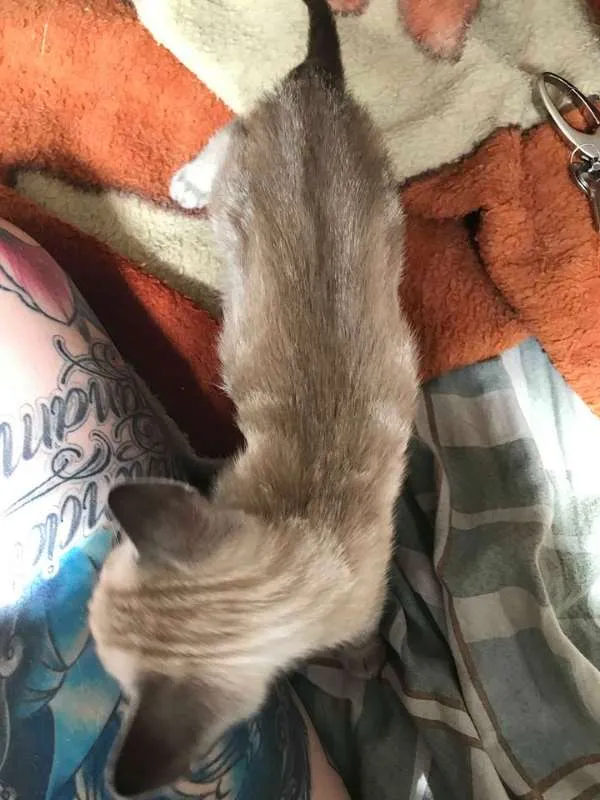 Gato ra a srd idade 2 a 6 meses nome Angelina
