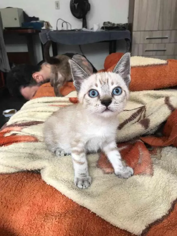 Gato ra a srd idade 2 a 6 meses nome brad