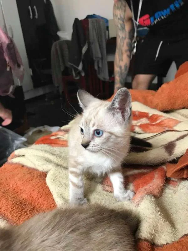 Gato ra a srd idade 2 a 6 meses nome brad