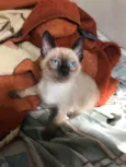 Danilo