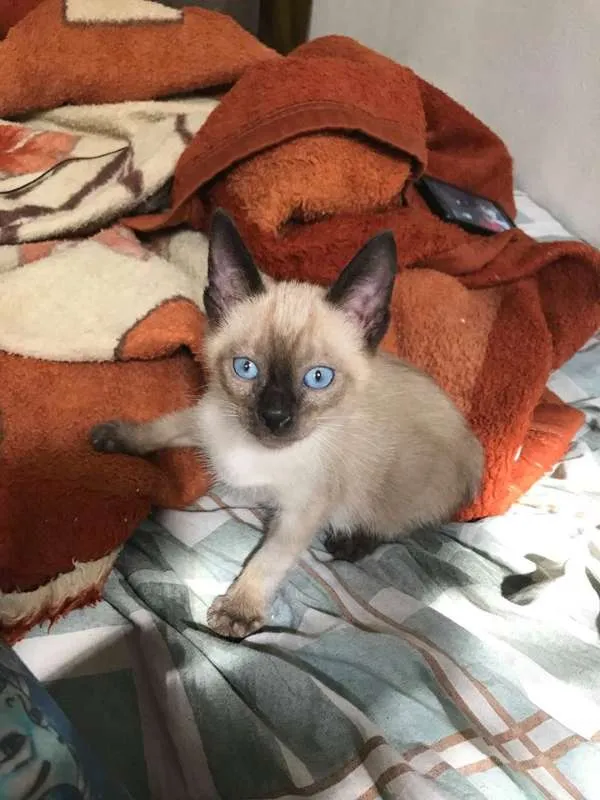 Gato ra a srd idade 2 a 6 meses nome Danilo