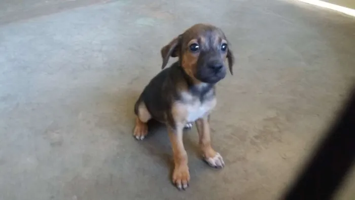 Cachorro raça Vira idade 2 a 6 meses nome Ainda não tem