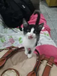 Caju 