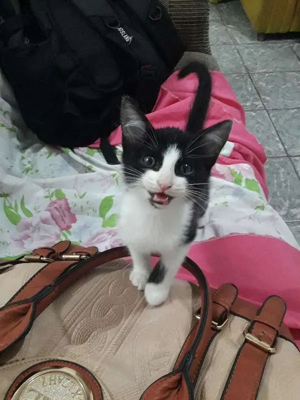 Gato ra a  idade 2 a 6 meses nome Caju 