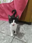 Caju 