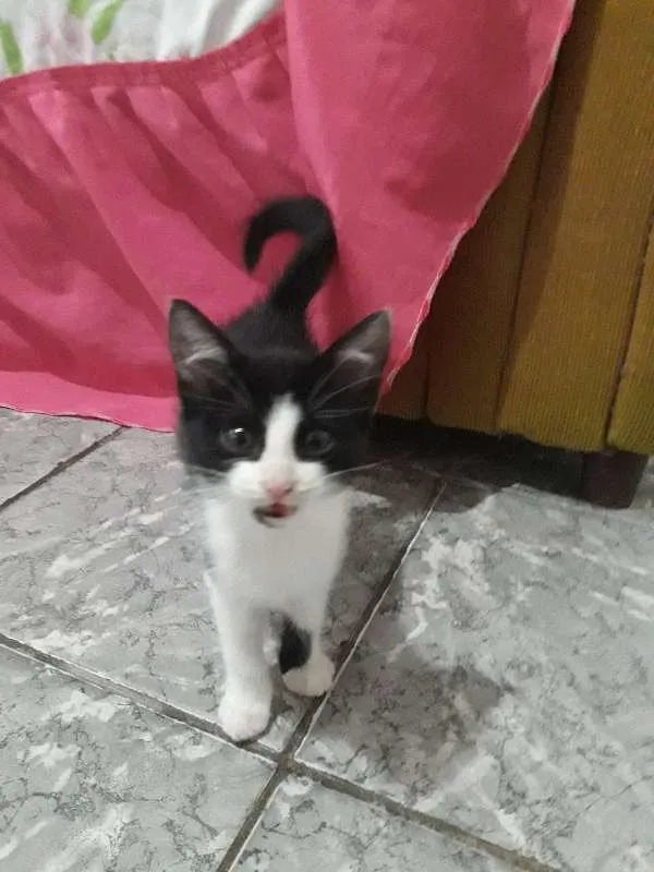 Gato ra a  idade 2 a 6 meses nome Caju 
