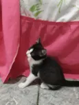 Caju 