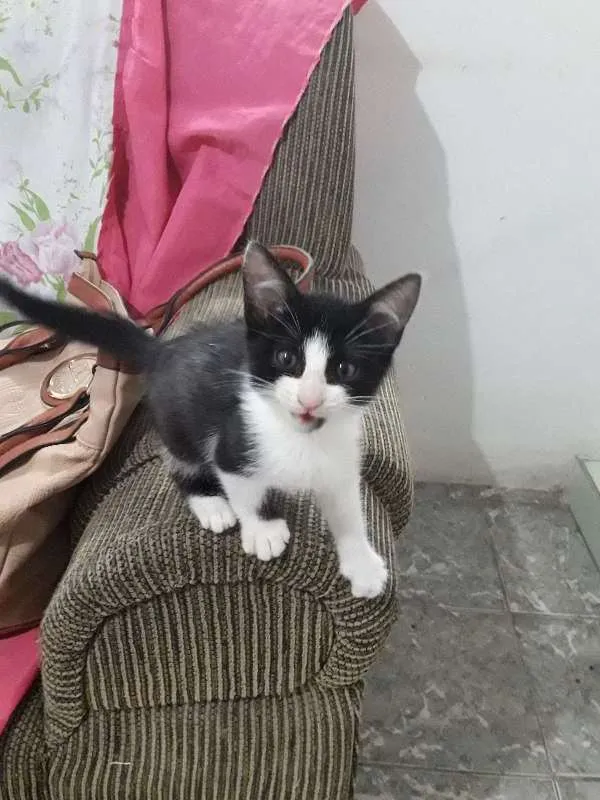 Gato ra a  idade 2 a 6 meses nome Caju 