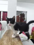 Caju 