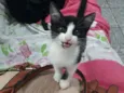 Caju 