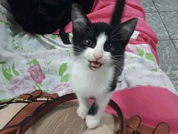 Gato ra a  idade 2 a 6 meses nome Caju 